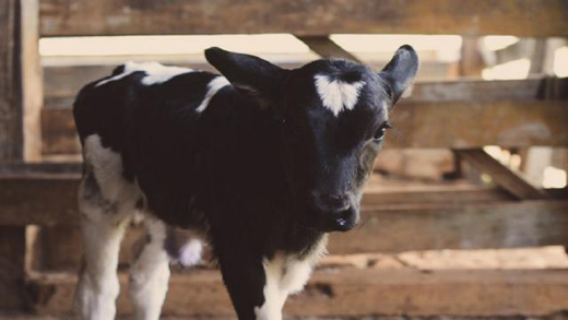 calf 23 oct 18